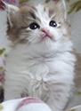 kitten2