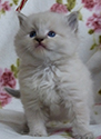 kitten1
