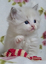 kitten2